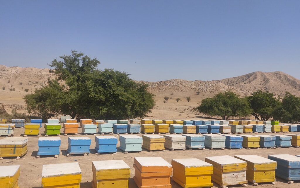 استقرار کندو در کنار درخت کنار