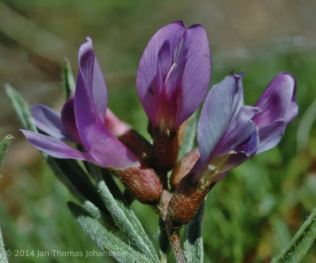 Astragalus arenariusگیاه