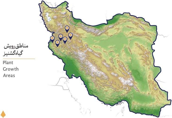 مناطق رویش گیاه گشنیز