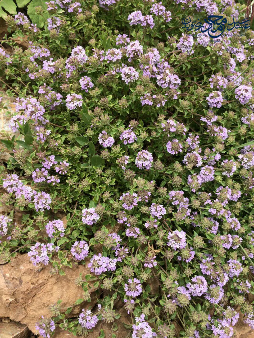 بوته آویشن