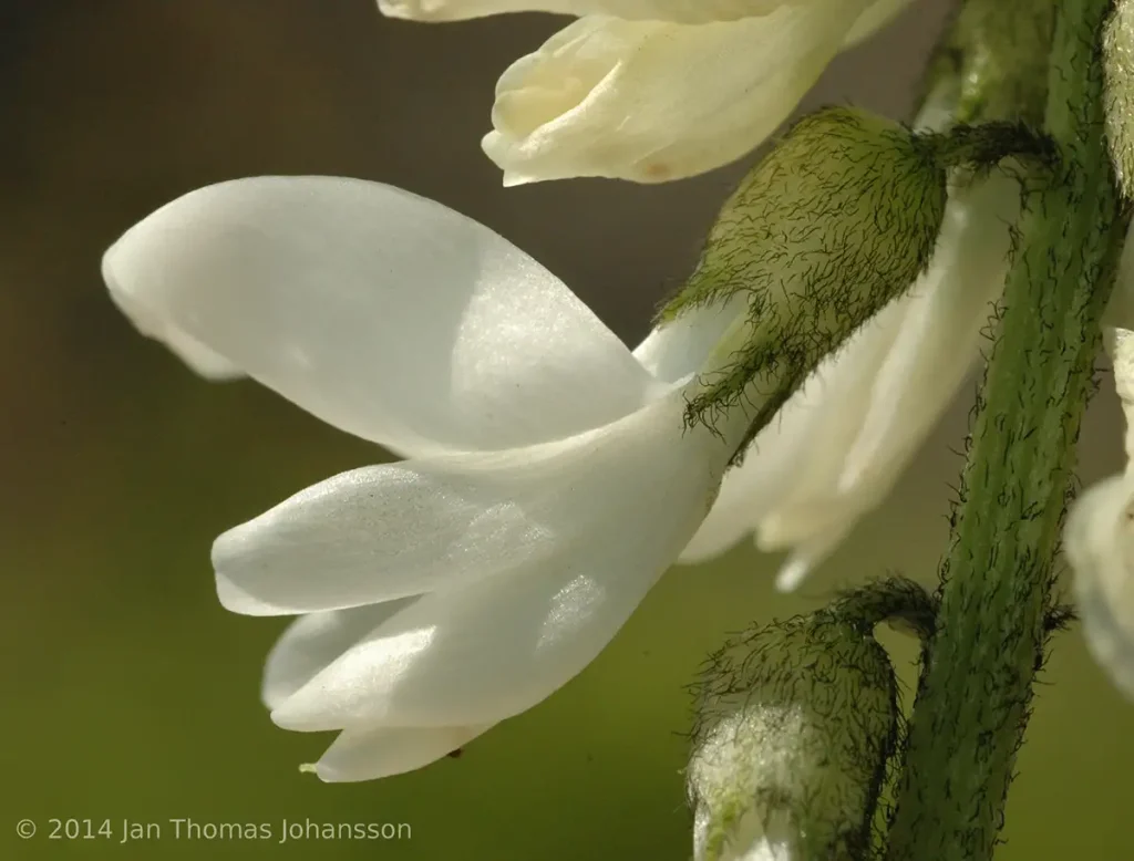 گیاه astragalus alpinus