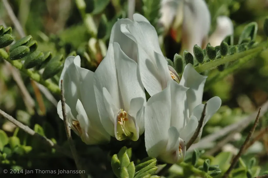 گیاه astragalus massilinesis
