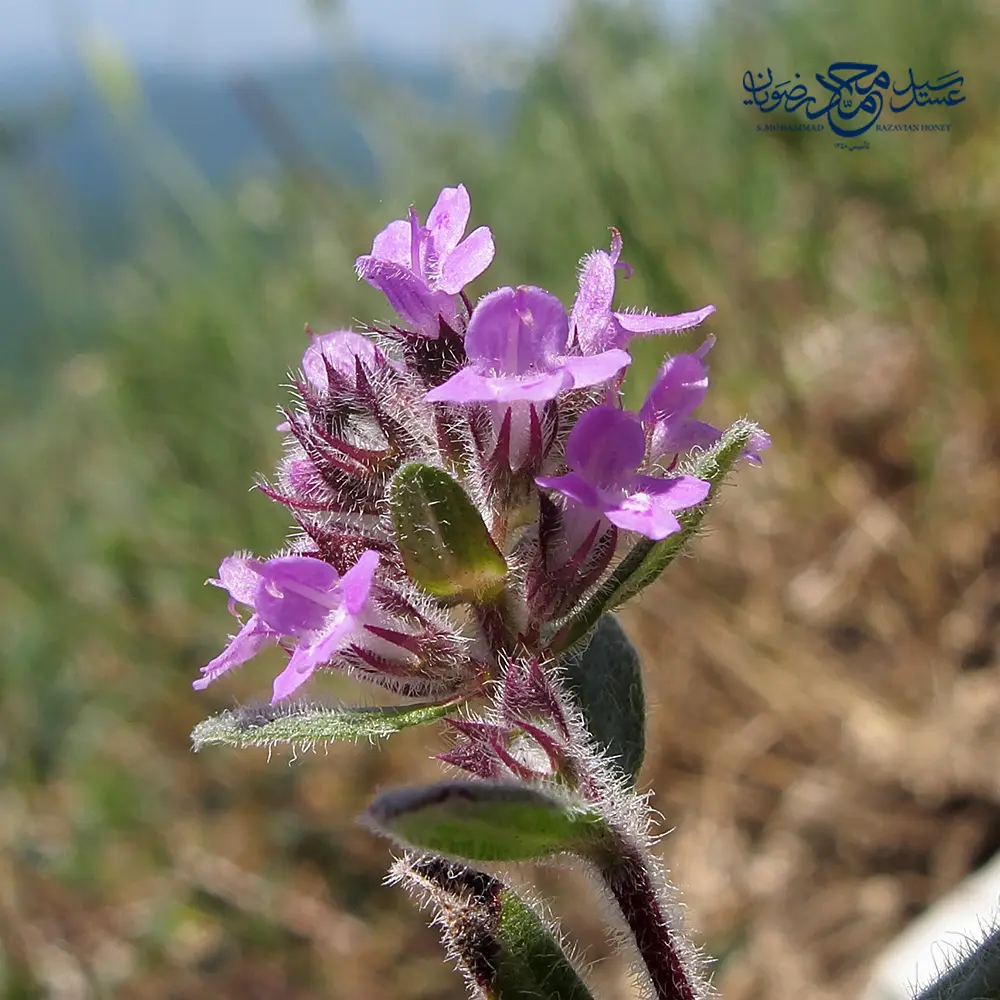 گیاه آویشن از نمای نزدیک
