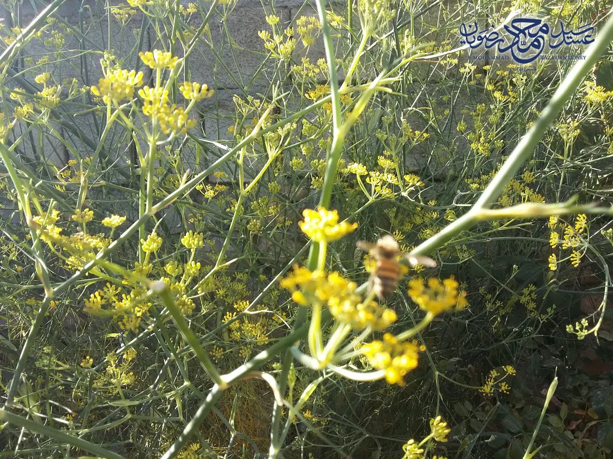 زنبور عسل روی گل زرد رازیانه