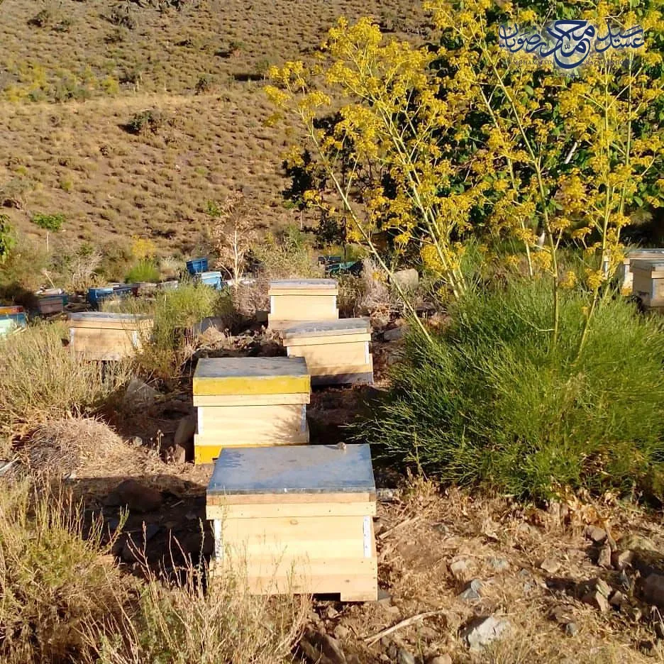 کندوهای زنبور عسل کنار بوته‌های گل‌داده چویل در کوهستان