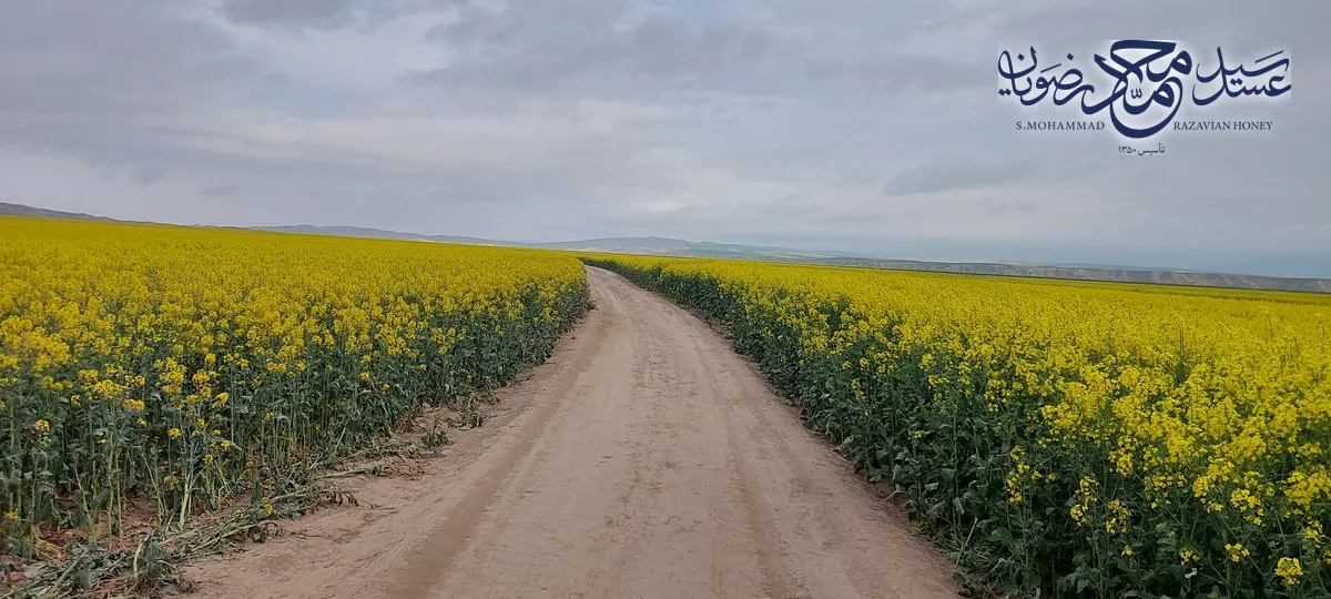 جاده خاکی میان مزرعه گل‌های زرد کلزا در دشت