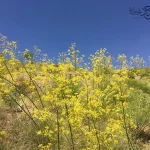 دامنه پر از گیاه چویل با گل‌های زرد در ارتفاعات زاگرس