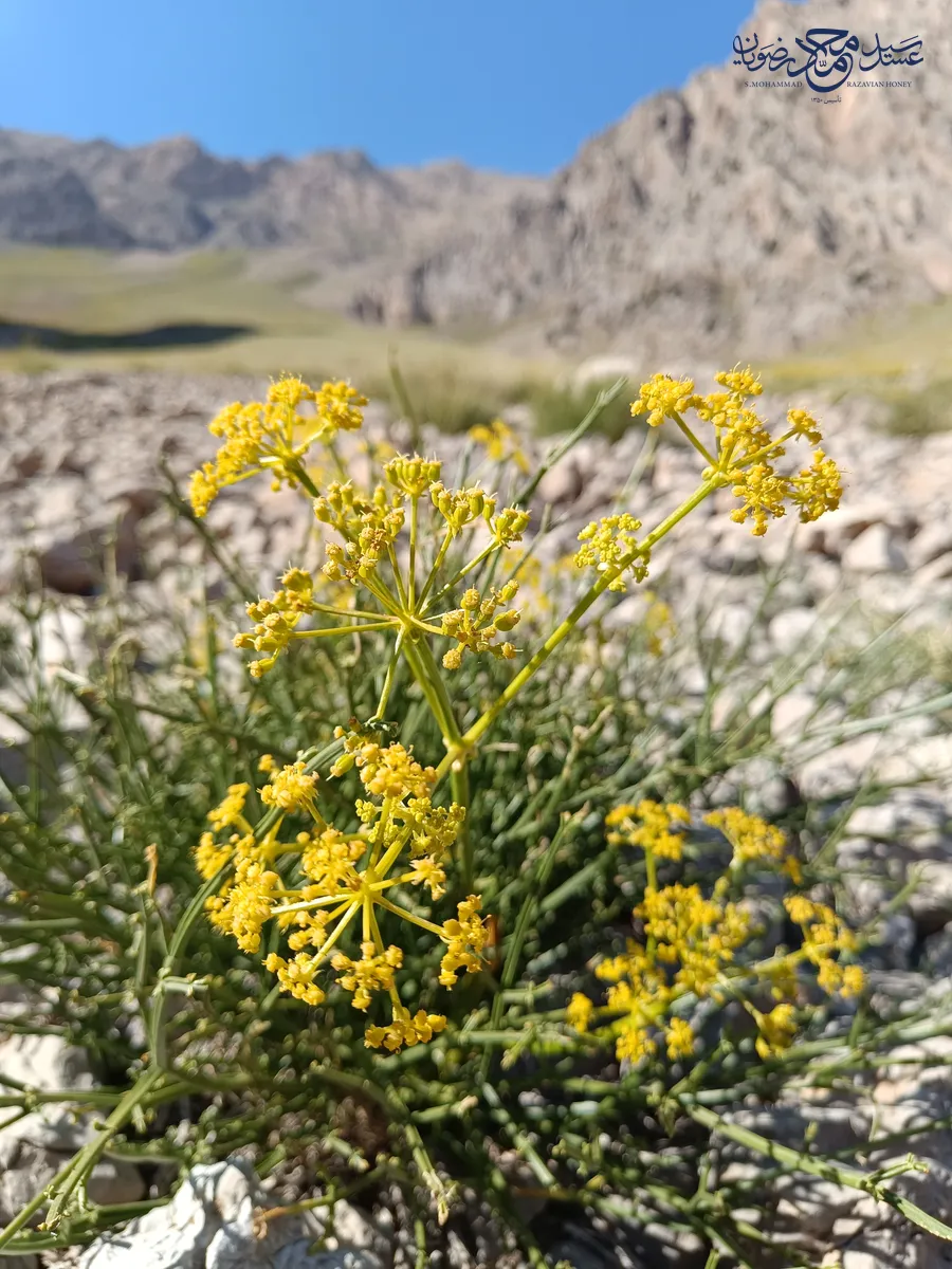 بوته گل‌داده چویل روی زمین سنگلاخی کوهستان