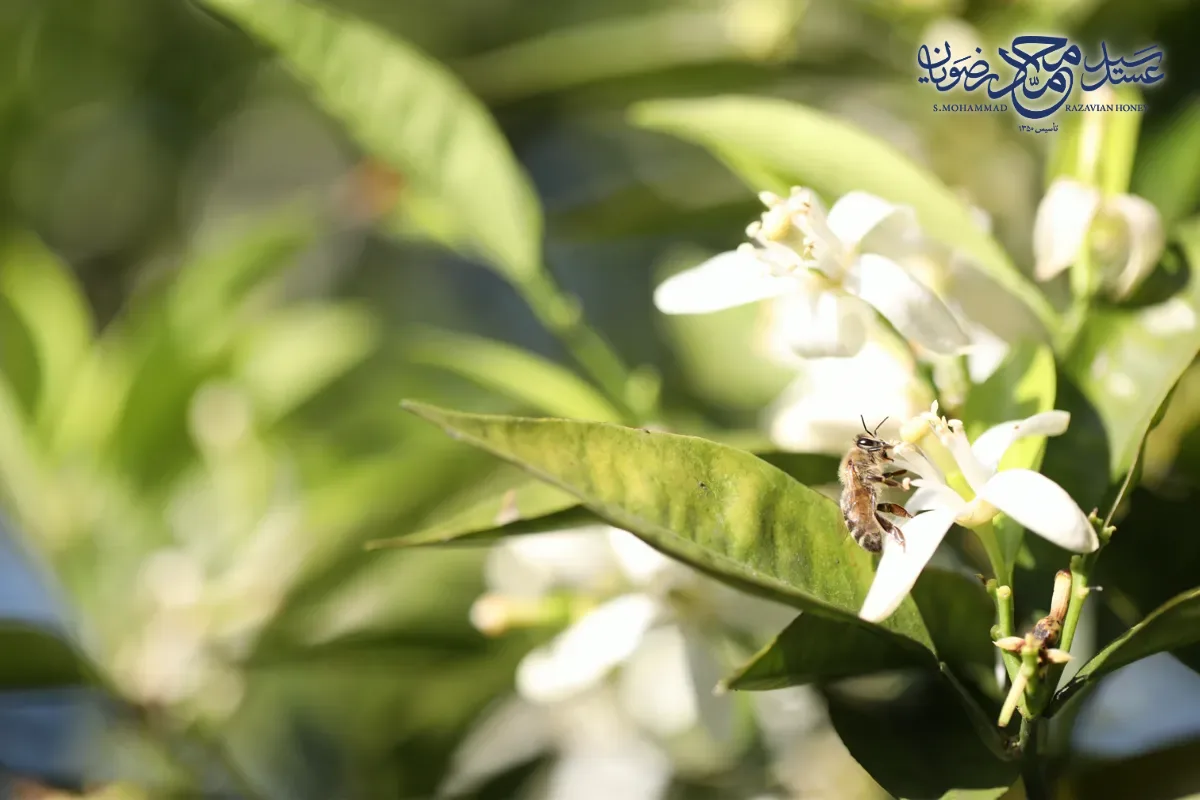 زنبور عسل روی شکوفه بهارنارنج در باغ مرکبات تنکابن