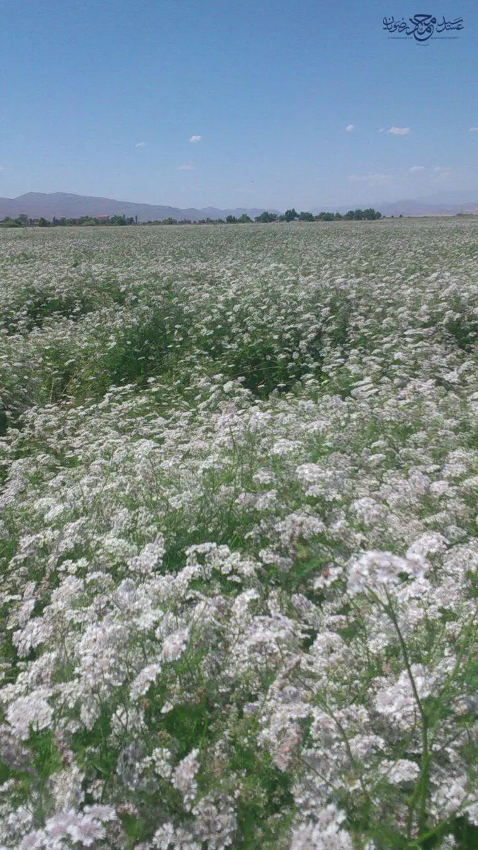مزرعه گشنیز در اوج گل‌دهی با گل‌های سفید و صورتی تا افق