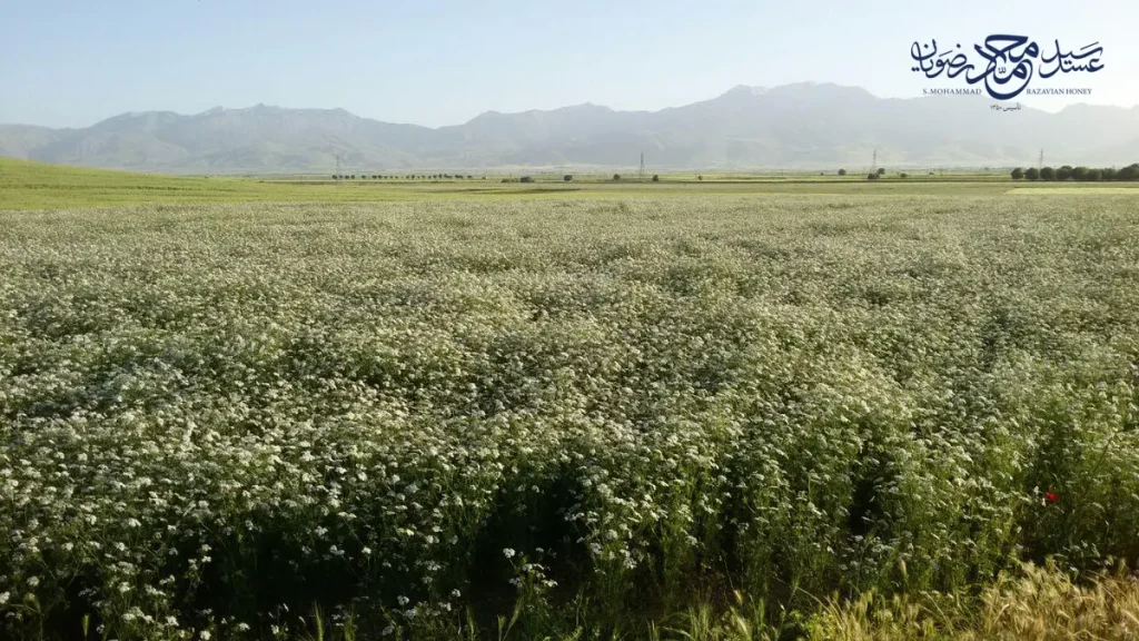 مزرعه وسیع گشنیز گل‌داده در دشت نهاوند با کوه‌های زاگرس در پس‌زمینه