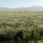 مزرعه وسیع گشنیز گل‌داده در دشت نهاوند با کوه‌های زاگرس در پس‌زمینه