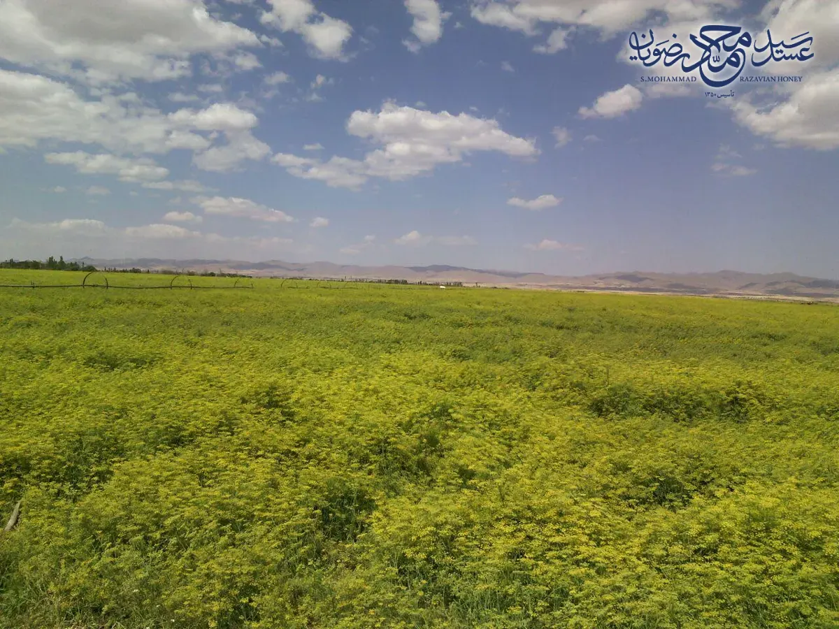 مزرعه رازیانه در فصل گلدهی در همدان