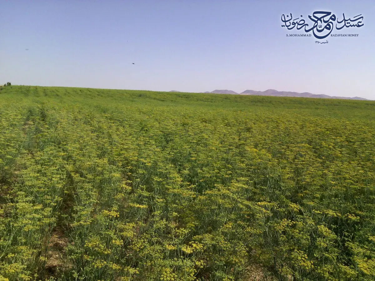مزرعه وسیع رازیانه در مرداد در استان همدان