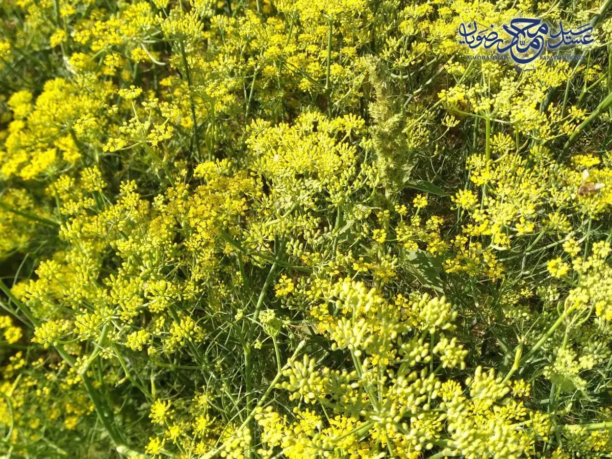 چترهای زرد گل رازیانه از نمای نزدیک