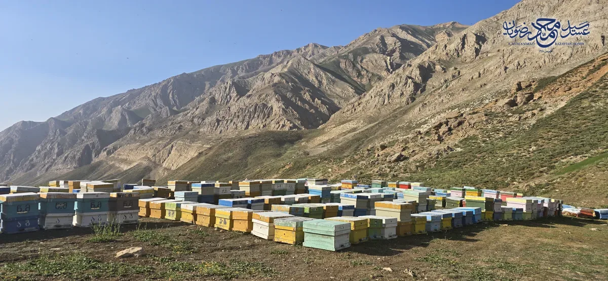 زنبورستان عسل گون گزانگبین سید محمد رضویان در دامنهٔ کوه‌های زاگرس، چهارمحال و بختیاری