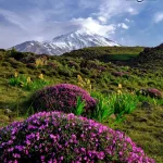 مرتع کوهستانی پرگل با بوته‌های بنفش اسپرس و قله برفی در پس‌زمینه