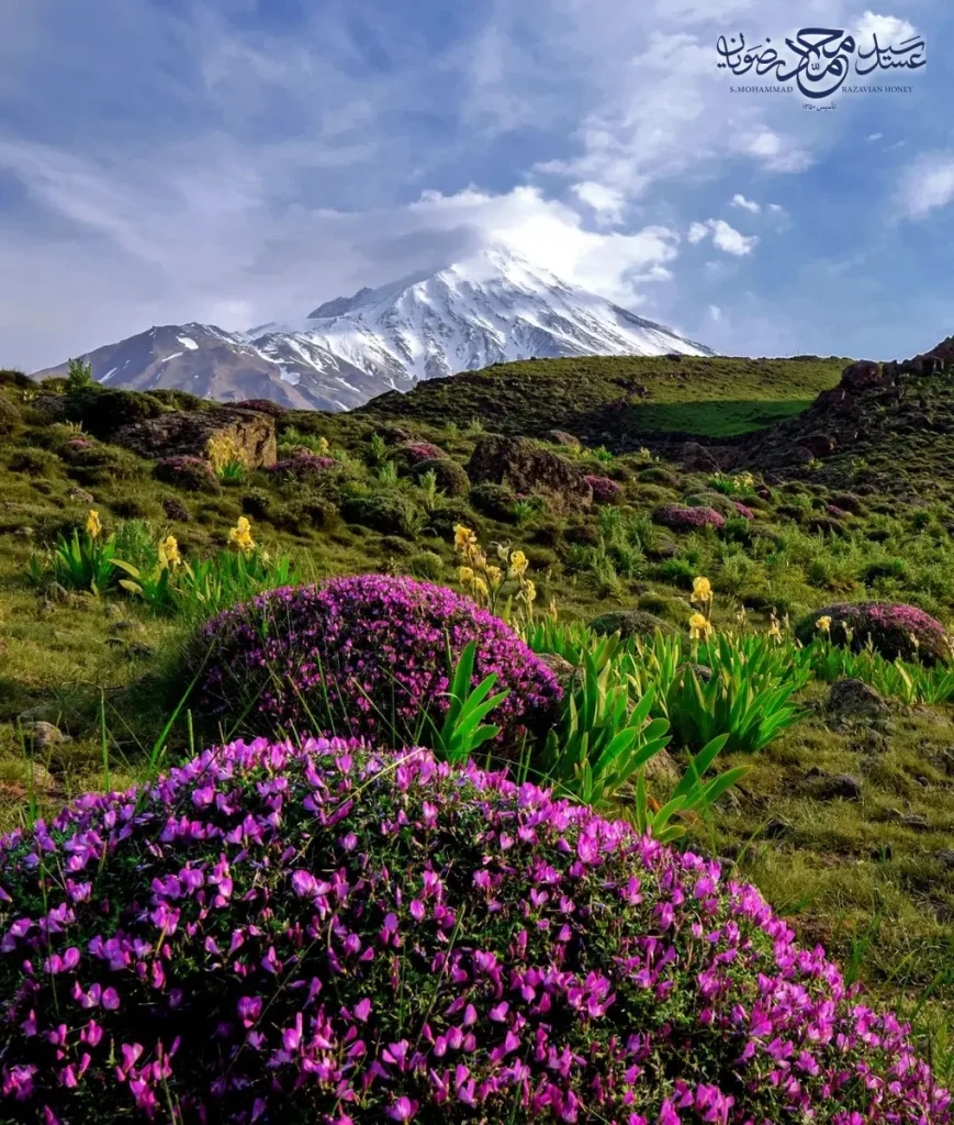 مرتع کوهستانی پرگل با بوته‌های بنفش اسپرس و قله برفی در پس‌زمینه