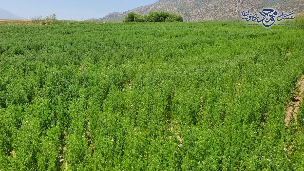 مزرعه سیاه دانه در فصل گلدهی در دامنه کوه