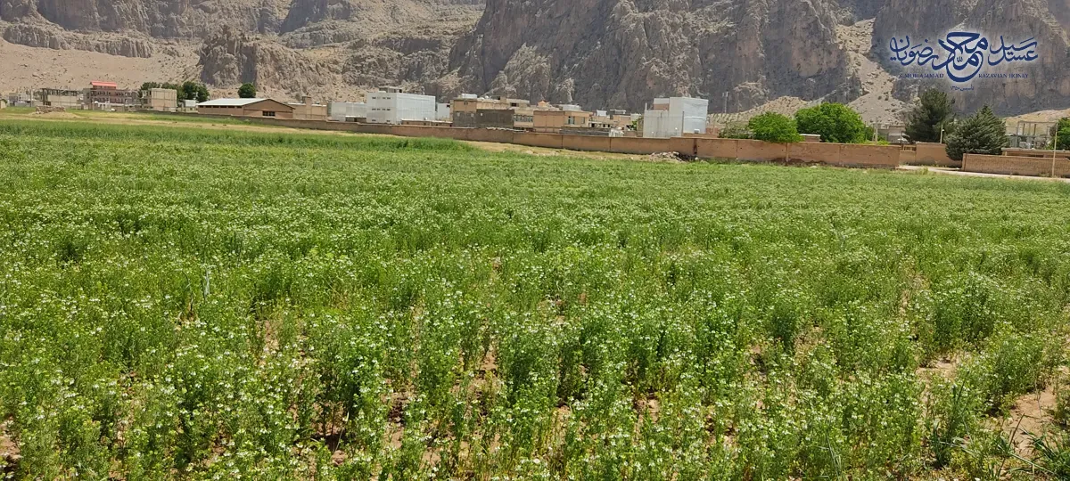 مزرعه وسیع گیاه سیاه دانه در خرداد