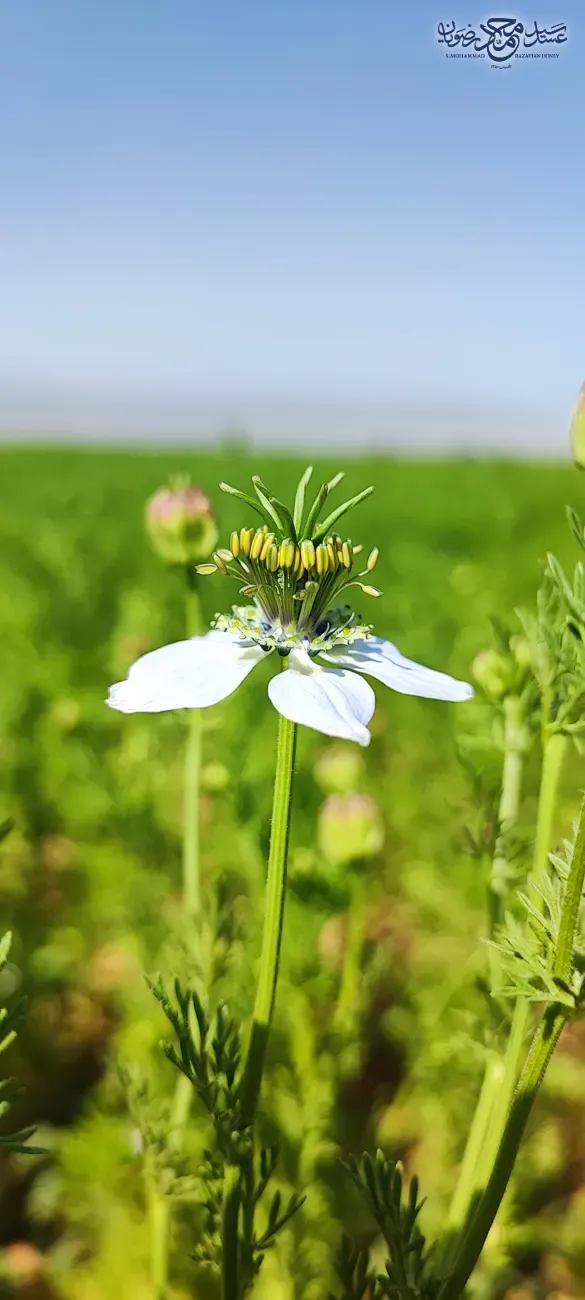 گل سفید سیاه دانه از نمای نزدیک