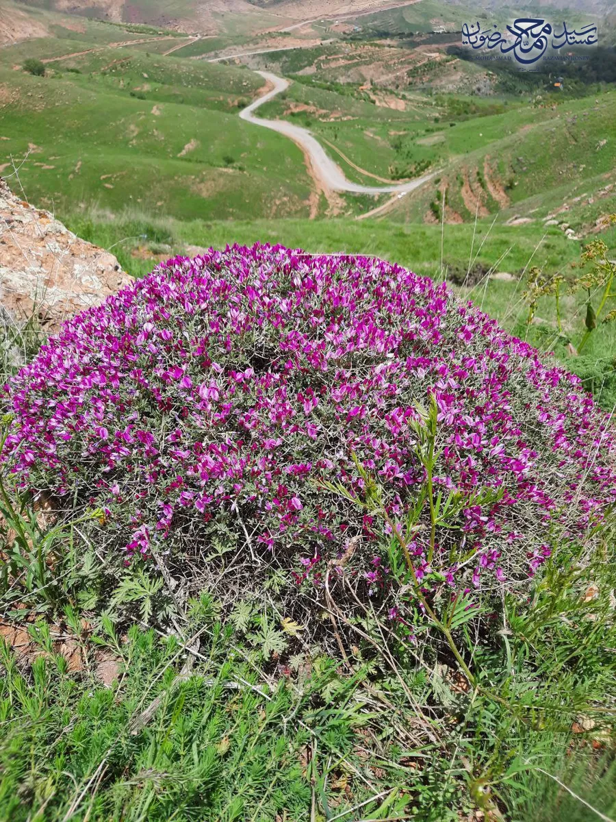 بوته بالشتکی پرگل بنفش اسپرس کوهی در مرتع کوهستانی