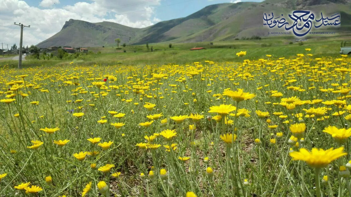 دشت پوشیده از گل‌های وحشی زرد در بهار با کوه در پس‌زمینه