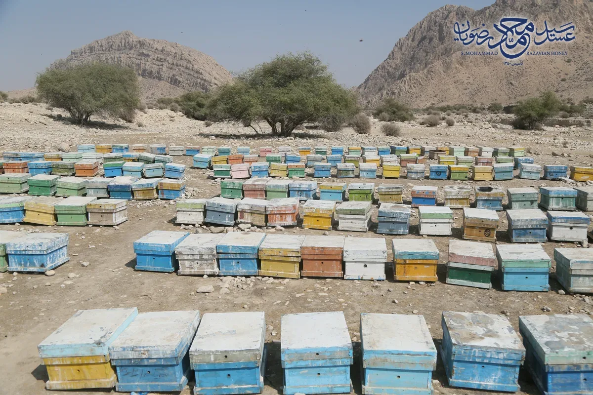 زنبورستان عسل کنار سید محمد رضویان در میان درختان کنار جنوب ایران