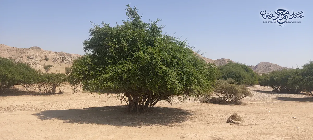 درخت کنار (سدر) با نام علمی Ziziphus spina-christi در دشت‌های جنوب ایران