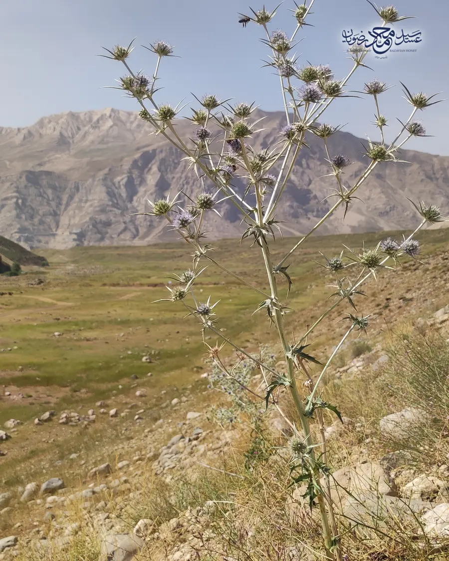 بوته بلند و خاردار زول در مرتع کوهستانی با کوه‌های زاگرس در پس‌زمینه